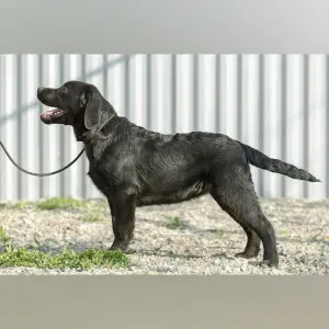 Zdjęcie №1. labrador retriever - na sprzedaż w Piatigorsk | 1513zł | Zapowiedź №1176