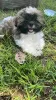 Zdjęcie №1. shih tzu - na sprzedaż w Haifa | negocjowane | Zapowiedź №113024