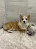 Zdjęcie №3. Szczenięta Welsh corgi pembroke ze żłobka. Federacja Rosyjska