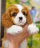 Zdjęcie №2 do zapowiedźy № 95862 na sprzedaż  cavalier king charles spaniel - wkupić się Turcja prywatne ogłoszenie