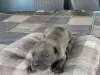 Zdjęcie №2 do zapowiedźy № 106778 na sprzedaż  cane corso - wkupić się Serbia 