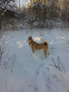 Dodatkowe zdjęcia: Sprzedam szczenięta rasy husky z Zachodniej Syberii od pracujących rodziców o