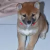 Zdjęcie №3. Szczenięta czystej rasy Shiba Inu. Niemcy