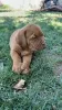 Dodatkowe zdjęcia: Dogue de Bordeaux szczenięta