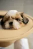 Zdjęcie №3. Sprzedaje szczenięta Shih Tzu.. Ukraina