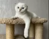 Zdjęcie №2 do zapowiedźy № 10632 na sprzedaż  scottish fold - wkupić się Federacja Rosyjska hodowca