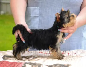 Dodatkowe zdjęcia: Chłopcy Yorkshire terrier na sprzedaż!