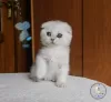 Zdjęcie №1. scottish fold - na sprzedaż w Kamenskoe | 1495zł | Zapowiedź № 22375