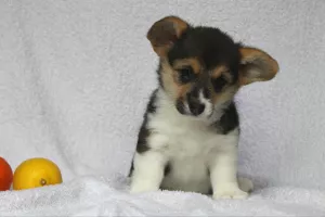 Zdjęcie №1. welsh corgi - na sprzedaż w Kijów | 3302zł | Zapowiedź №5027