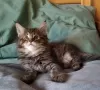 Zdjęcie №3. Sprzedam 2 zdrowe kocięta Maine Coon. Holandia