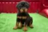 Zdjęcie №1. rottweiler - na sprzedaż w Giessen | Bezpłatny | Zapowiedź №128426