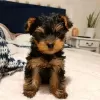 Zdjęcie №1. yorkshire terrier - na sprzedaż w Erzelj | 2033zł | Zapowiedź №13752