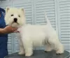 Zdjęcie №2 do zapowiedźy № 68882 na sprzedaż  west highland white terrier - wkupić się Federacja Rosyjska prywatne ogłoszenie, od żłobka, hodowca