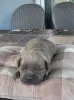 Zdjęcie №4. Sprzedam cane corso w Kragujevac.  - cena - negocjowane