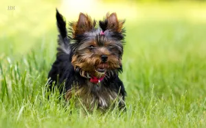 Zdjęcie №1. yorkshire terrier - na sprzedaż w Zhytomyr | 2380zł | Zapowiedź №7046