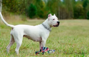 Dodatkowe zdjęcia: Dog niemiecki w Argentynie 4 miesiące Szczeniak od gwiazdorskich rodziców