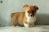 Zdjęcie №1. welsh corgi - na sprzedaż w Cholargos | 1172zł | Zapowiedź №63543