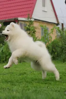 Zdjęcie №2 do zapowiedźy № 4085 na sprzedaż  samojed (rasa psa) - wkupić się Federacja Rosyjska od żłobka, hodowca