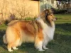 Dodatkowe zdjęcia: Szczeniaki Rough Collie