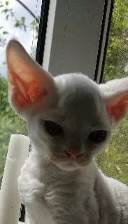 Dodatkowe zdjęcia: Devon Rex