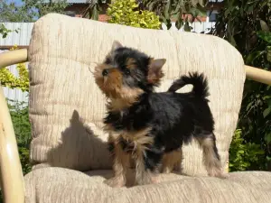 Zdjęcie №1. yorkshire terrier - na sprzedaż w Stupino | 908zł | Zapowiedź №2648