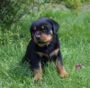 Zdjęcie №3. Szczeniak rottweilera. Białoruś