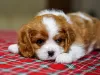 Zdjęcie №1. cavalier king charles spaniel - na sprzedaż w Стамбул | 4186zł | Zapowiedź №95862