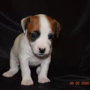 Zdjęcie №2 do zapowiedźy № 5303 na sprzedaż  jack russell terrier - wkupić się Białoruś hodowca