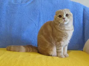 Dodatkowe zdjęcia: Scottish Cream Fold baby