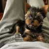 Zdjęcie №1. yorkshire terrier - na sprzedaż w Jáchymov | negocjowane | Zapowiedź №85128