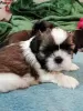 Dodatkowe zdjęcia: Rasowe szczenięta Shih Tzu.