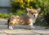 Zdjęcie №1. welsh corgi - na sprzedaż w Cherepovets | 10843zł | Zapowiedź №11544