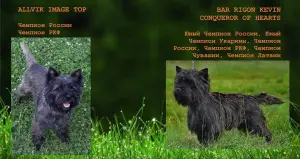 Zdjęcie №1. cairn terrier - na sprzedaż w Kazań | Negocjowane | Zapowiedź №3125