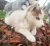 Dodatkowe zdjęcia: Husky dzieciaki