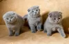 Zdjęcie №1. scottish fold - na sprzedaż w Littleton | 1525zł | Zapowiedź № 129556