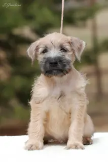 Dodatkowe zdjęcia: Szczenięta Irlandzki Soft Coated Wheaten Terrier.