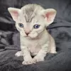 Zdjęcie №2 do zapowiedźy № 72824 na sprzedaż  devon rex - wkupić się Finlandia prywatne ogłoszenie, hodowca