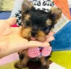 Zdjęcie №1. yorkshire terrier - na sprzedaż w Helsinki | negocjowane | Zapowiedź №43046