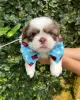 Zdjęcie №3. Dostępny szczeniak Shih Tzu. Holandia