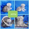 Zdjęcie №2 do zapowiedźy № 43879 na sprzedaż  scottish fold - wkupić się Białoruś prywatne ogłoszenie