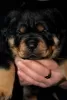 Zdjęcie №1. rottweiler - na sprzedaż w Gomel | 4485zł | Zapowiedź №128263