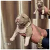 Zdjęcie №2 do zapowiedźy № 30250 na sprzedaż  american bully - wkupić się Litwa hodowca