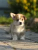 Zdjęcie №3. Szczeniaki Welsh Corgi Pembroke. Federacja Rosyjska