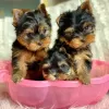 Zdjęcie №1. yorkshire terrier biewer - na sprzedaż w Бург | 762zł | Zapowiedź №129620