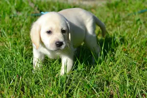 Dodatkowe zdjęcia: Szczenięta Labrador Retriever