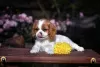 Zdjęcie №2 do zapowiedźy № 78704 na sprzedaż  cavalier king charles spaniel - wkupić się Białoruś od żłobka