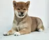 Zdjęcie №3. Niesamowity chłopiec shiba inu. Federacja Rosyjska