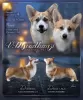 Zdjęcie №1. welsh corgi - na sprzedaż w Glendale | 14657zł | Zapowiedź №86365