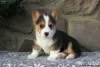 Zdjęcie №1. welsh corgi - na sprzedaż w Lardos | 2386zł | Zapowiedź №63548