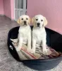 Dodatkowe zdjęcia: Labrador retriever szczenięta